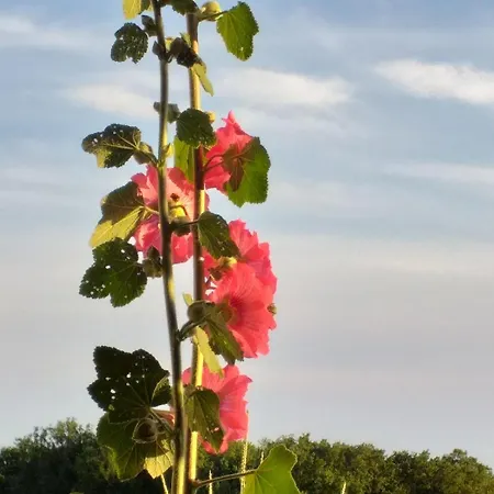 Logis De Bois Roche 1 Saint-Bonnet-sur-Gironde